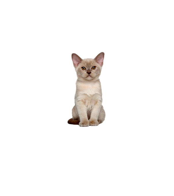  minta homokszín pólón