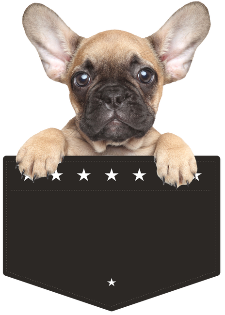Francia bulldog a zsebben